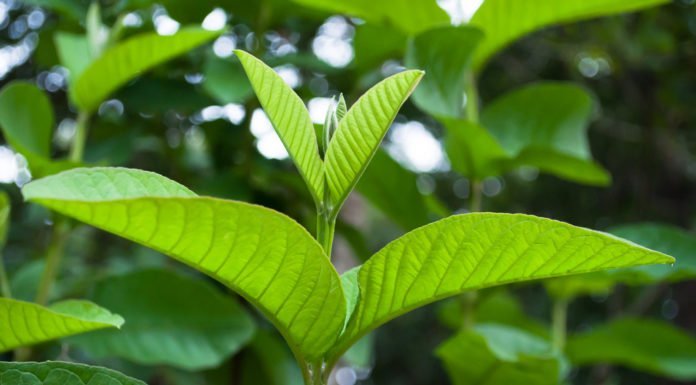 chua-e-buot-rang-la-oi