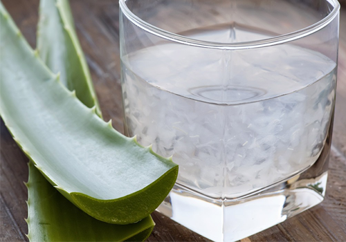 cây lô hội chữa trị đau dạ dày